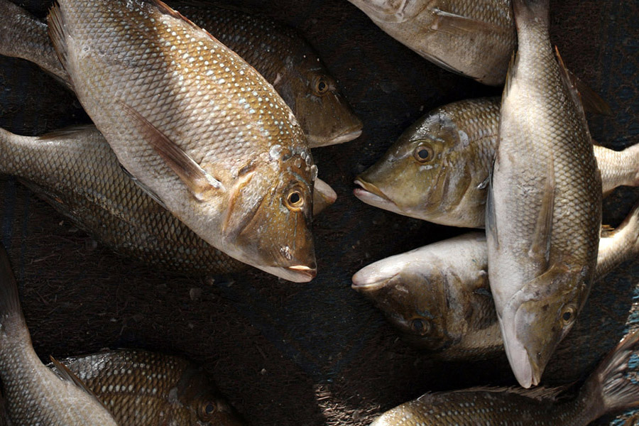 Loads of Fish